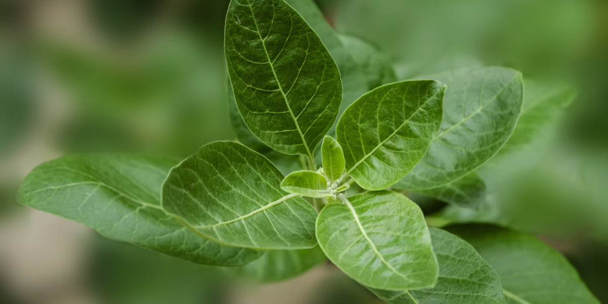 A fresh ashwagandha plant growing, showing green petals.