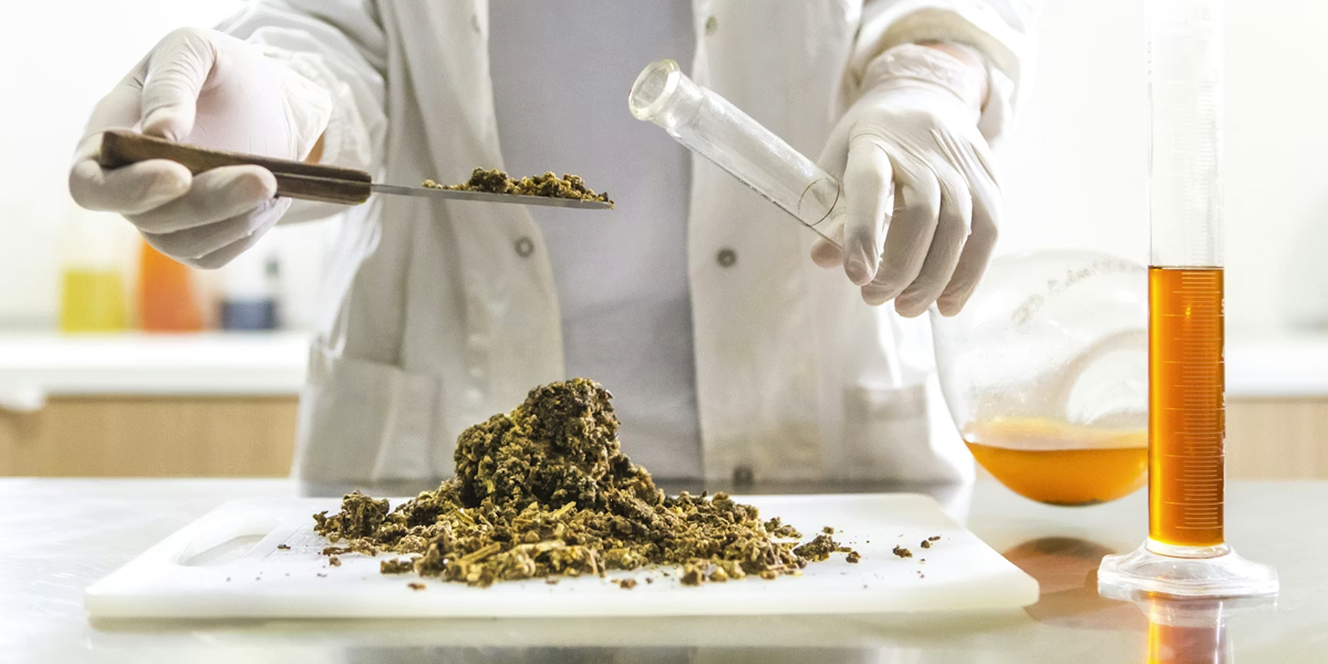 Propolis: The Bee Product You Should Know About