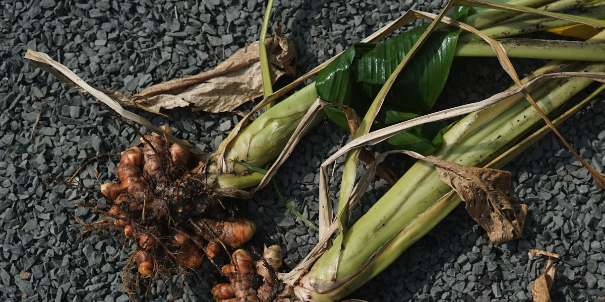 Turmeric root and whole plant on a gravel background