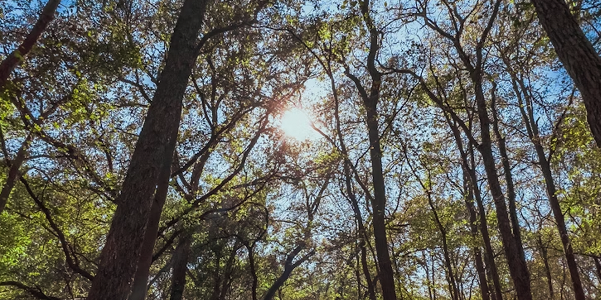 Sun shining through a forest canopy 